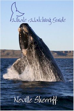 whale watching guide